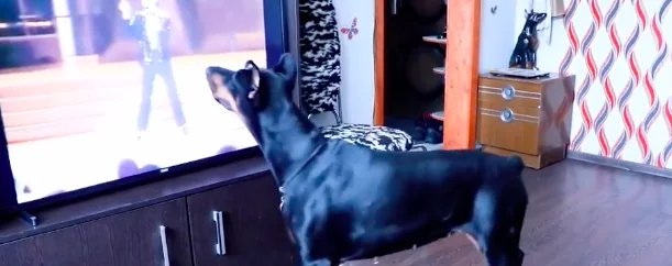 Il cane balla Michael Jackson